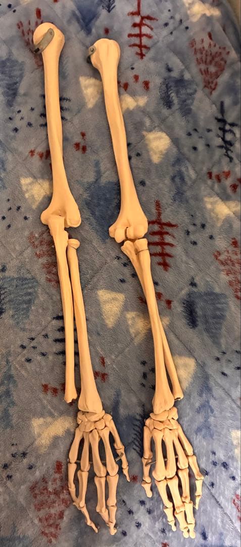 等身大 人体模型 全身骨格 ガイコツ