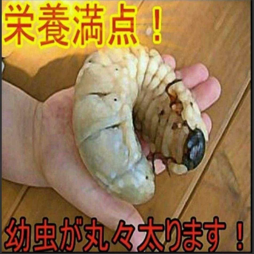 たっぷり100リットル！お買い得！カブトムシ幼虫の餌☆丸々太ります！産卵にも抜群