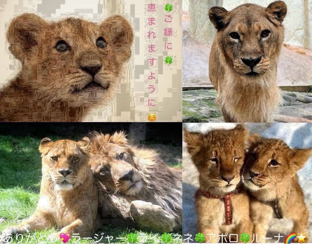 銀魂 クリアファイル 土方 異三郎 信女