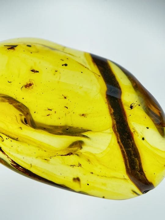 大粒　虫入り天然琥珀　植物片　化石　恐竜　夏休み　自由研究