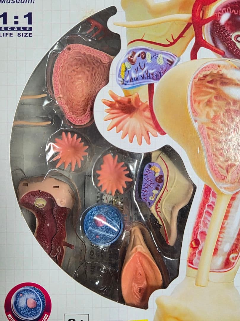 人体模型 4D HUMAN ANATOMYM