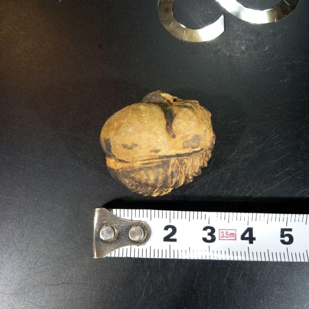 三葉虫　化石　fossil　ボリビア産　トライロバイト　三葉虫個体⑧