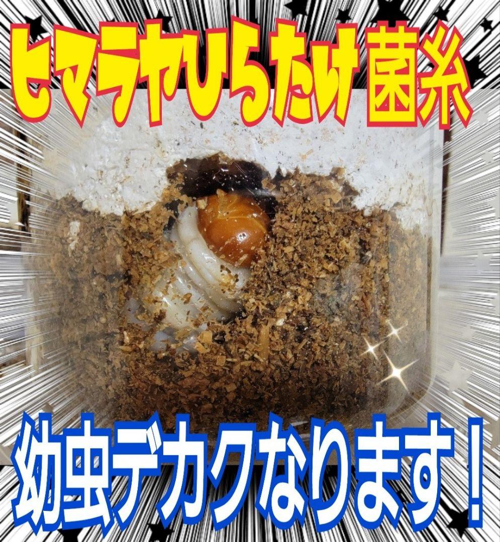 極上！ヒマラヤひらたけ菌糸瓶☆特大1500ml【6本】トレハロース強化配合！