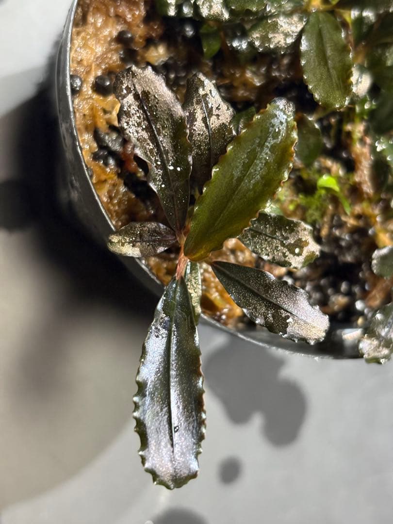 水草 Bucephalandra sp.Ghost west kalimantan