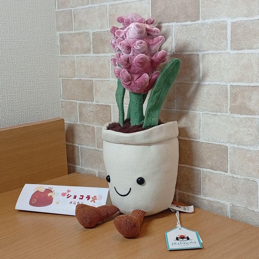  Hyacinth ジェリーキャット　ヒヤシンス お花　花植木鉢