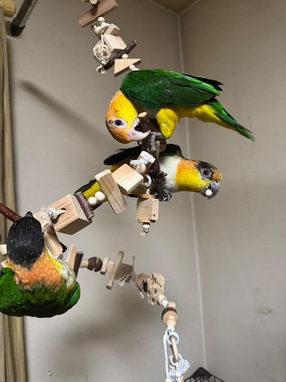 2ロング　自然素材　ウッドクライミング　中型インコ　ガジガジバードトイ　止まり木