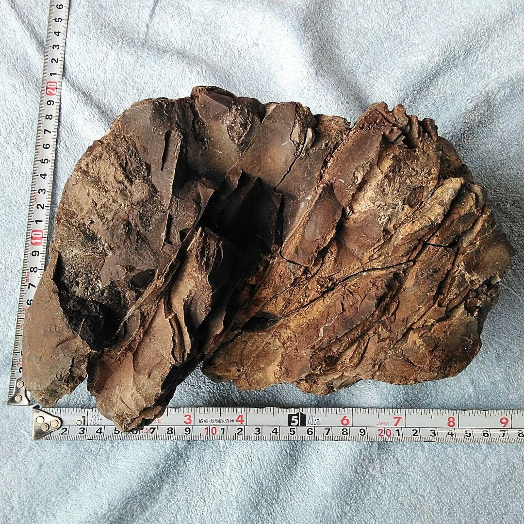 【珍しいアンモナイト化石(約４.５kg )・北海道:羽幌産:白亜紀】