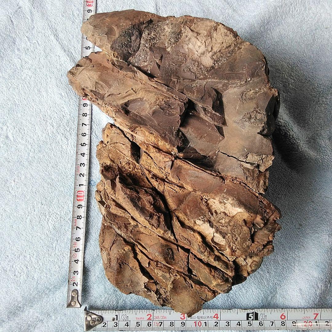 【珍しいアンモナイト化石(約４.５kg )・北海道:羽幌産:白亜紀】