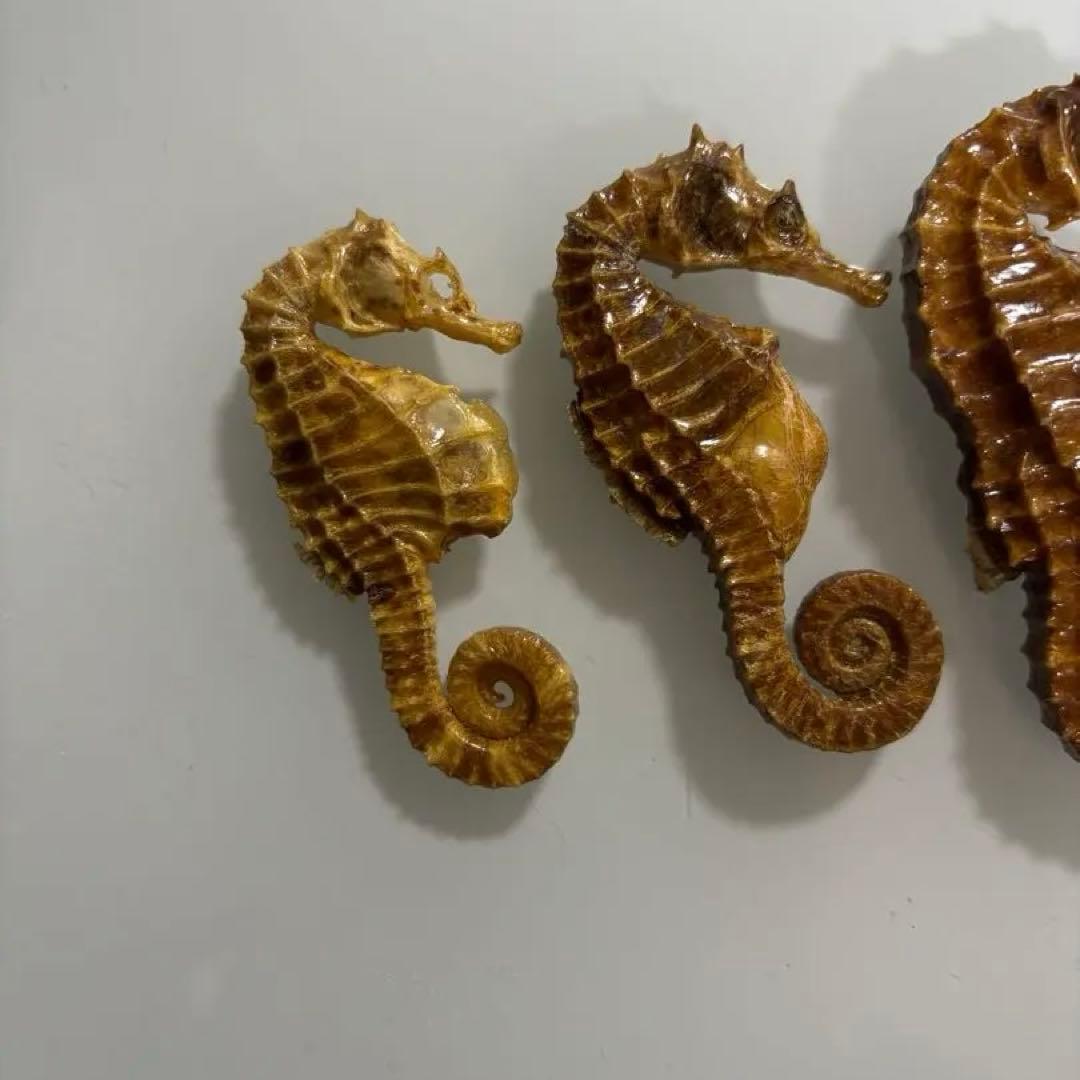 タツノオトシゴ　乾燥標本　インテリア用　開運　縁起物　５個まとめ売り