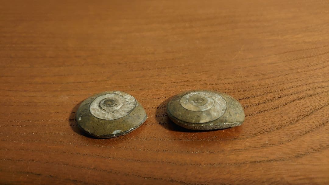 アンモナイト　恐竜　古代貝　化石　標本　鑑賞品　博物館保存　２個