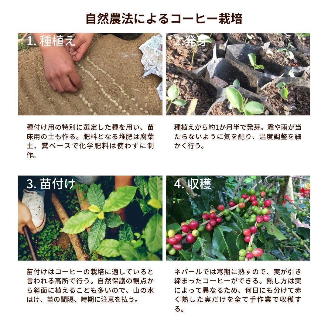 オーガニックコーヒー ストロング フェアトレード 1kg コーヒー豆 ネパール