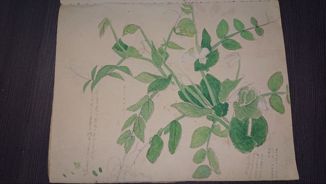 【真作】小倉遊亀　肉筆画、画帳、色紙、下描き、手紙など