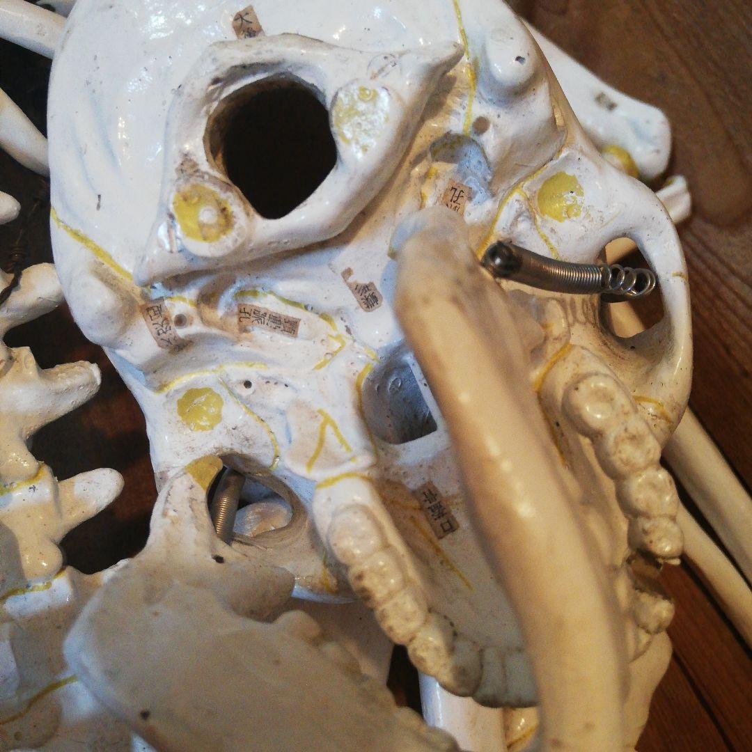 マニアックレア昭和２０～３０年代頃素材不明レトロ人体骨格模型当時物コレクション品