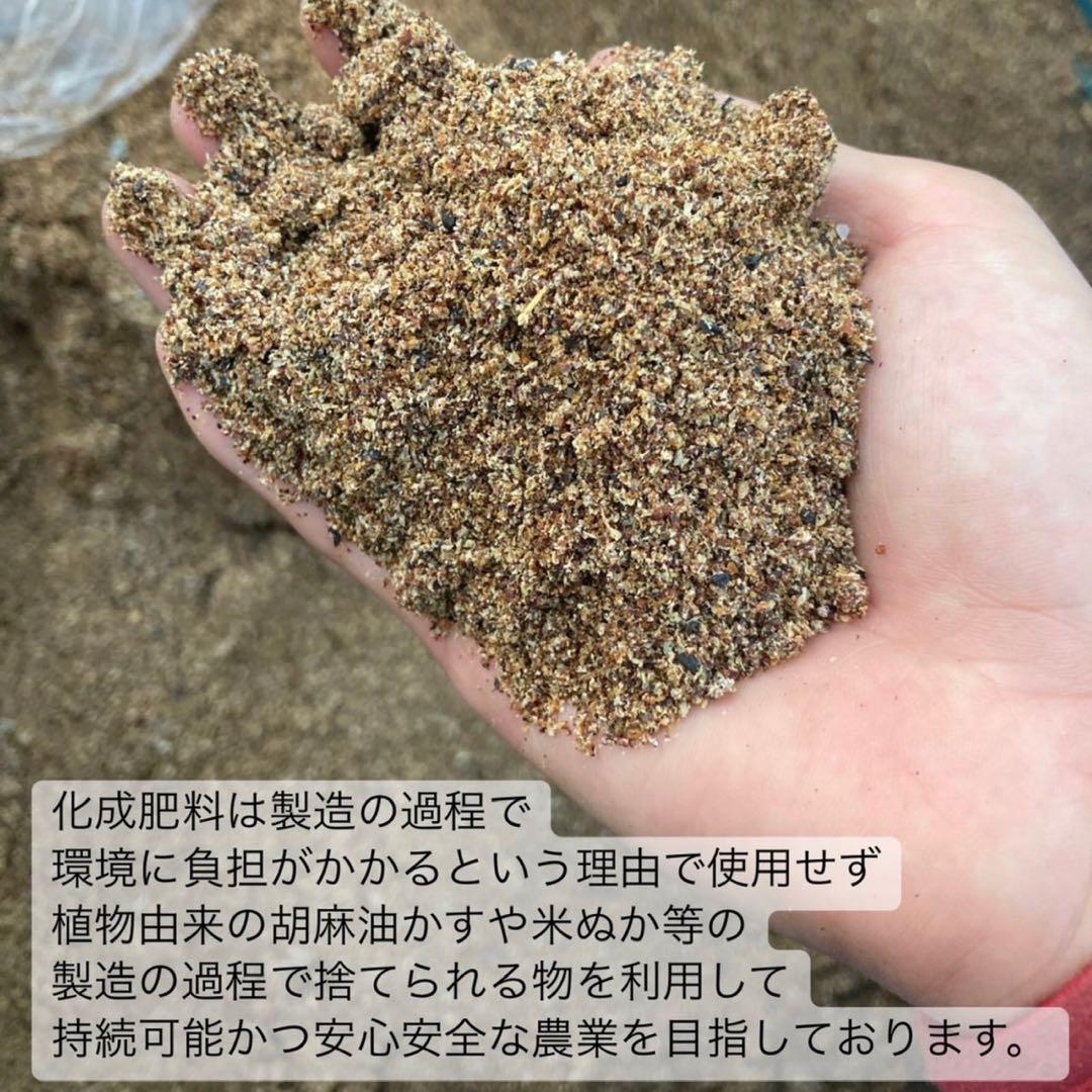 ＊専用＊日本の紅茶！柔らかい風味と甘み♪和紅茶ティーバッグLサイズ3g×70個
