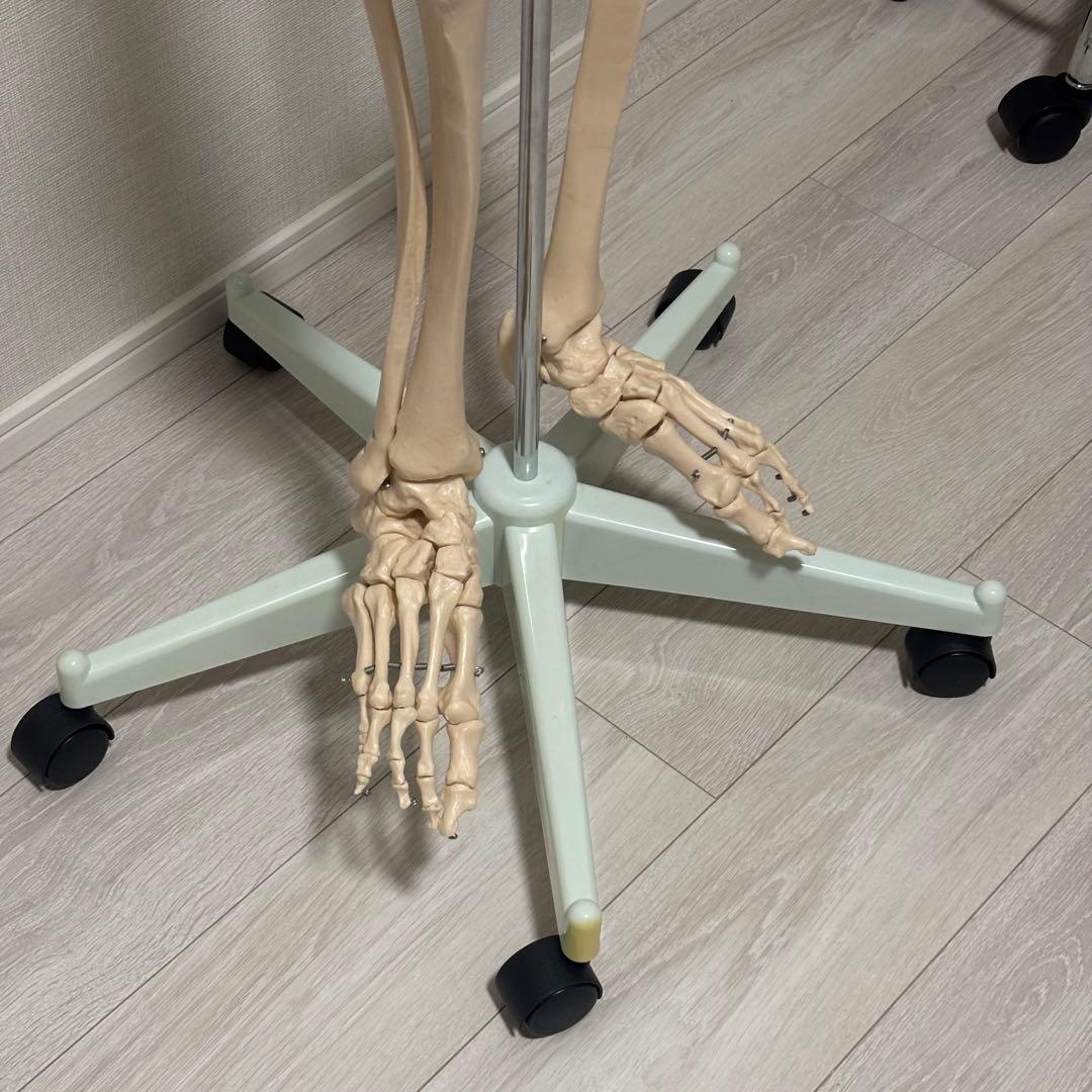 【chii_ricy】等身大 約170cm 骨模型 骨格標本 骨格模型