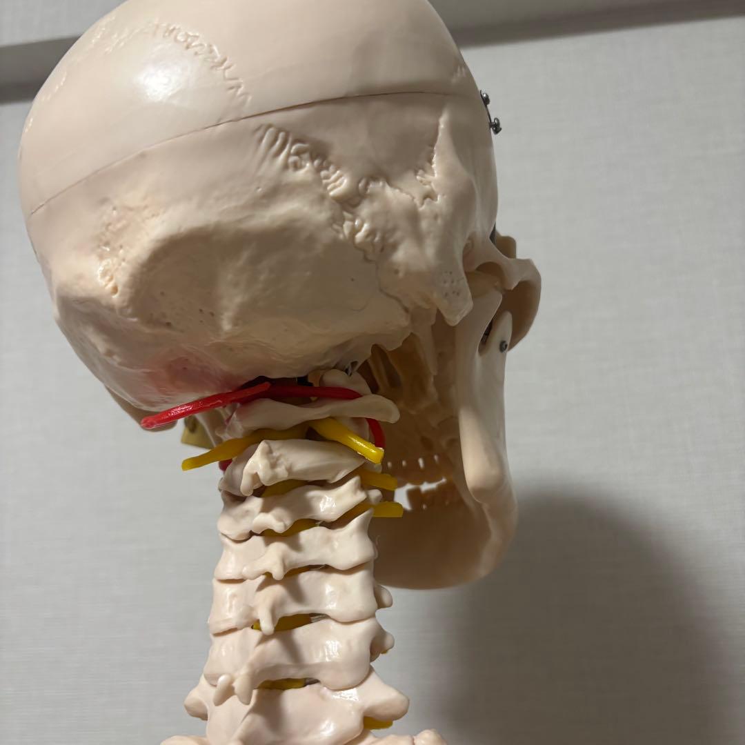 【chii_ricy】等身大 約170cm 骨模型 骨格標本 骨格模型