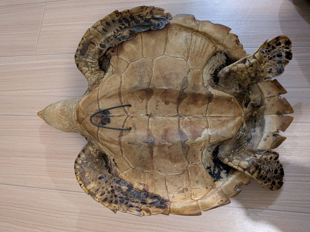 タイマイ　ウミガメ剥製　国際希少野生動植物種登録票有