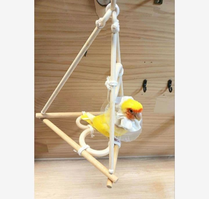 4　バードアスレチック　ブランコ　インコ　バードトイ　止まり木