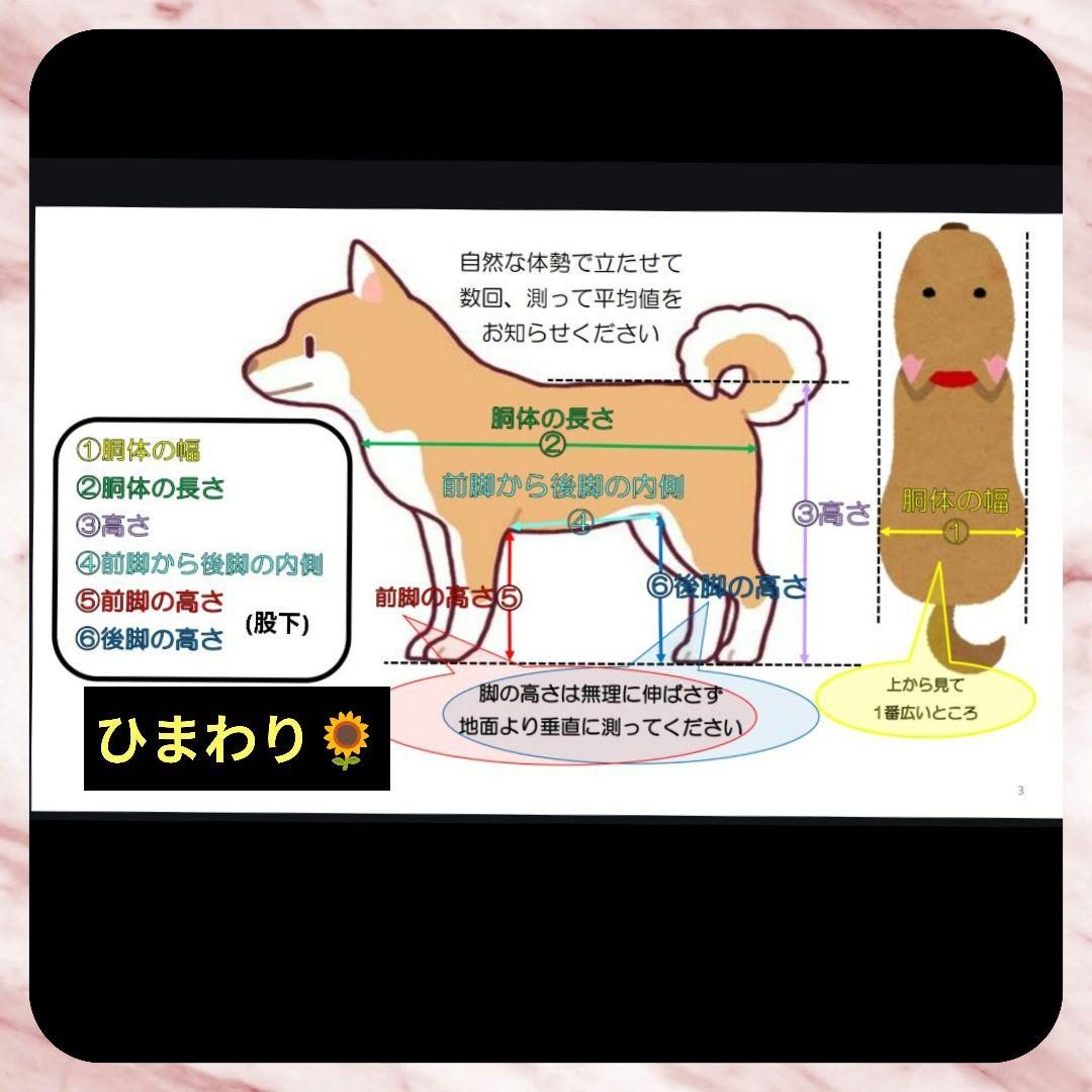 キャバリア4輪　リハビリ　食事補助　犬用車椅子　介護補助　犬の歩行器