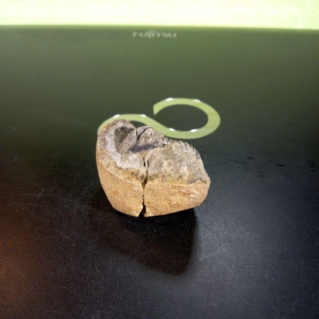三葉虫　化石　ボリビア産　南アメリカ　trilobite　南米産fossil⑨