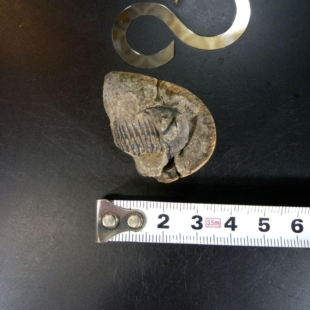 三葉虫　化石　ボリビア産　南アメリカ　trilobite　南米産fossil⑨