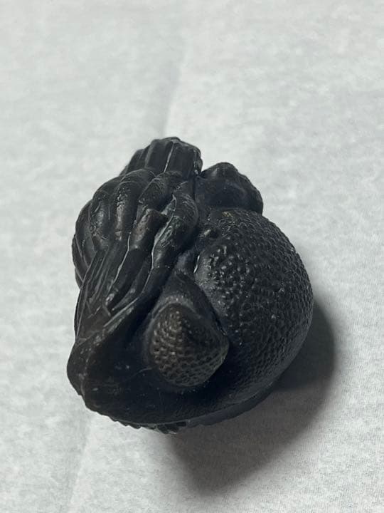 三葉虫　化石