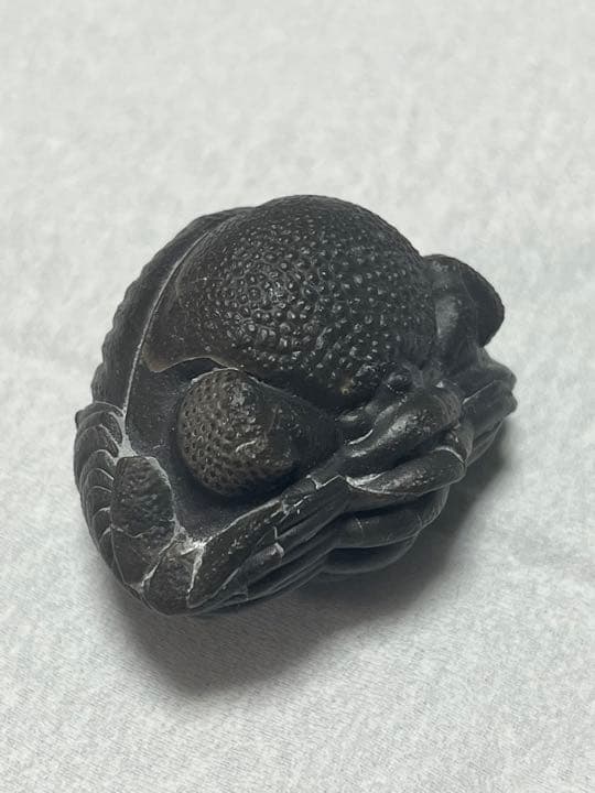 三葉虫　化石
