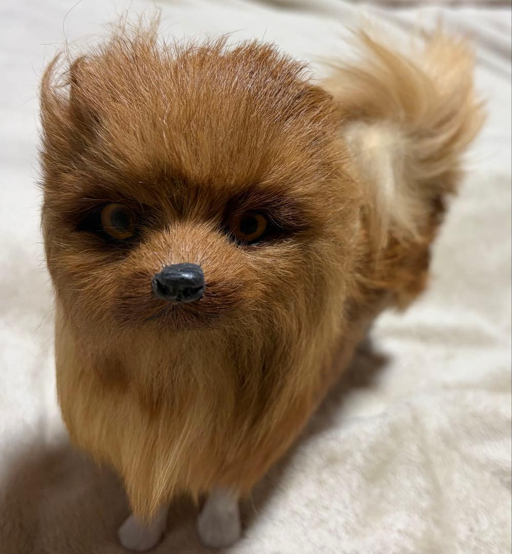 犬　ポメラニアン　リアル　置物