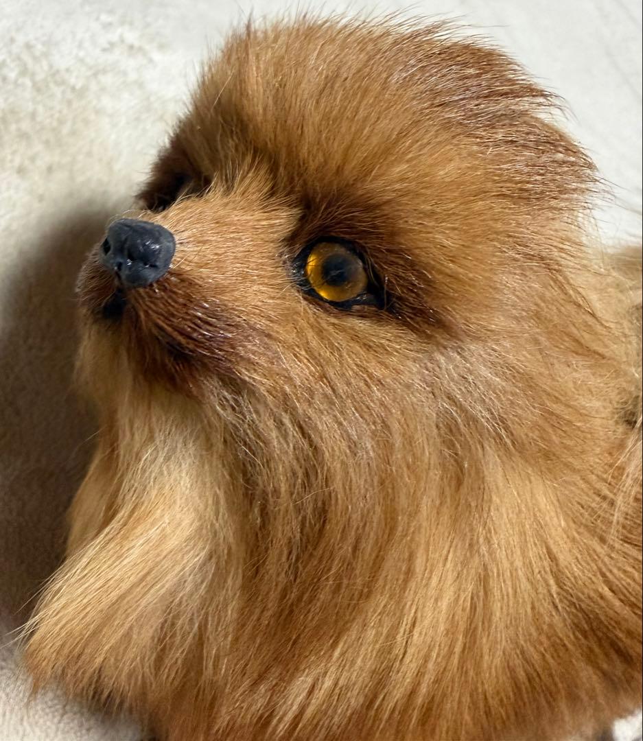 犬　ポメラニアン　リアル　置物
