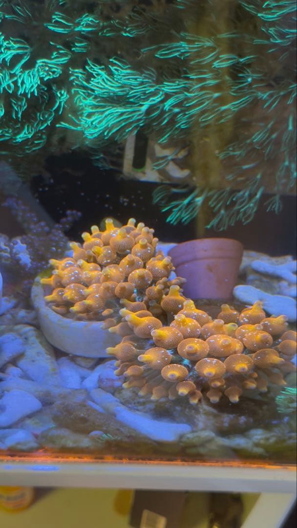 レッドイソギンチャク 海水水槽サンゴ 1個体