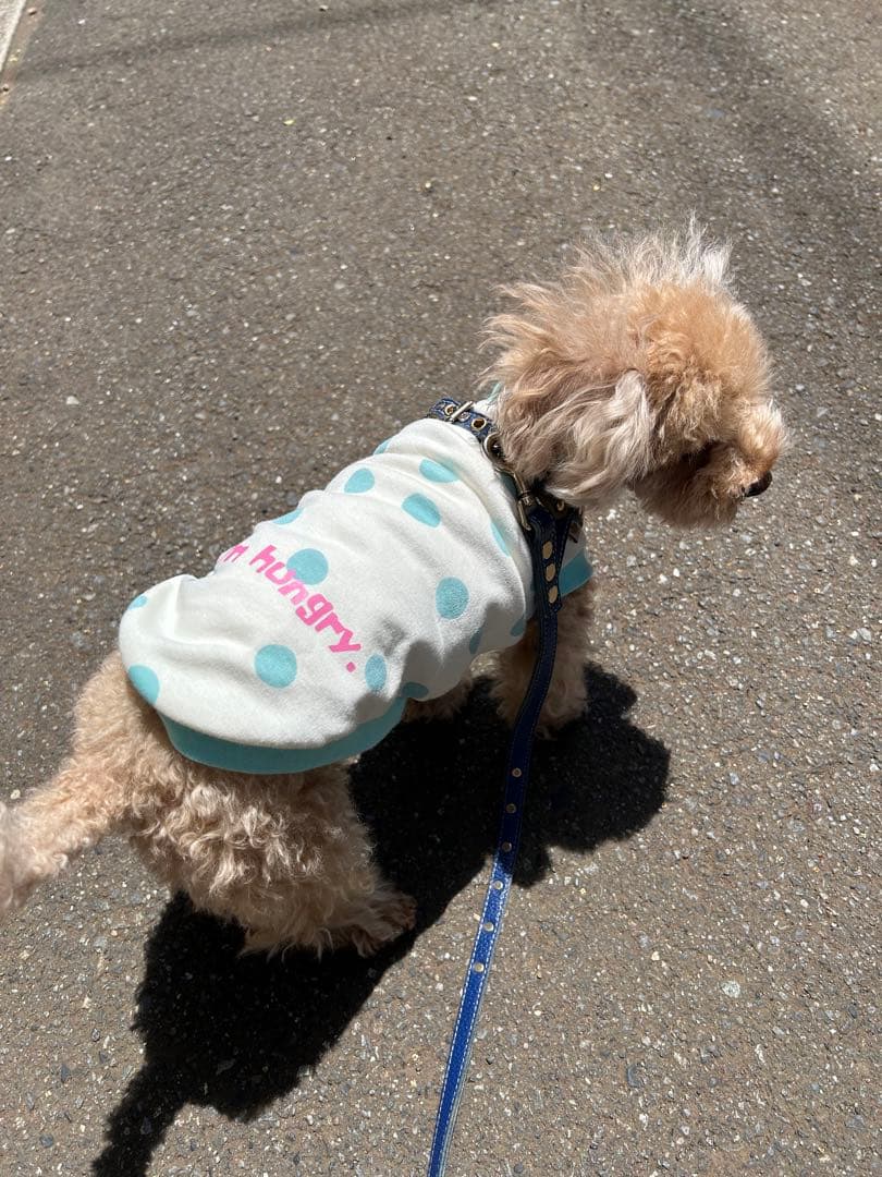 犬服　ランダムドット×ミント　Sサイズ　オーダー可　タンクトップ
