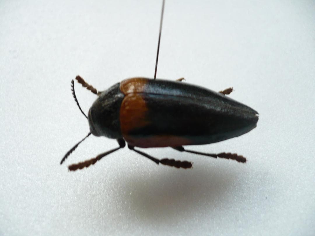 タンザニアのタマムシ Sternocera tricolor