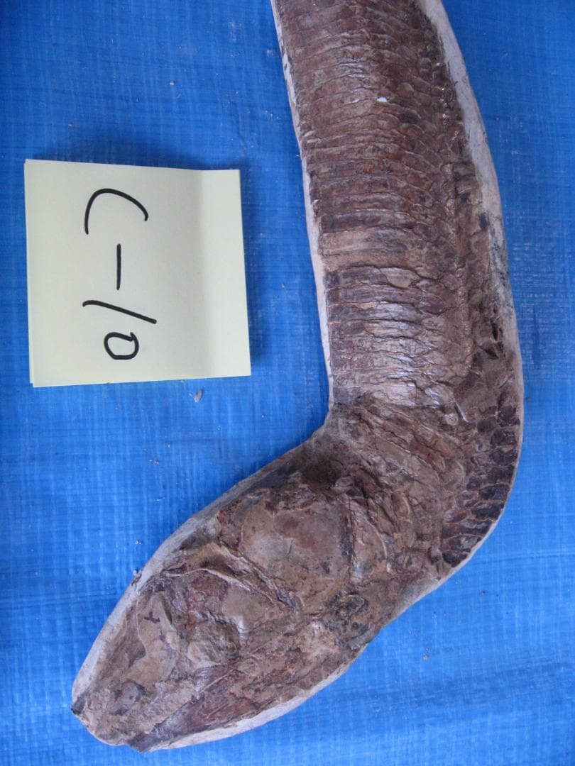 化石　C-10