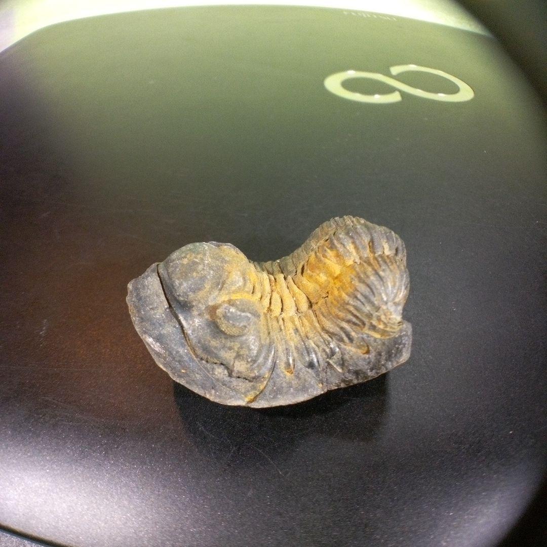 三葉虫　化石　fossil　海　ボリビア産　trilobite　海生動物分類①