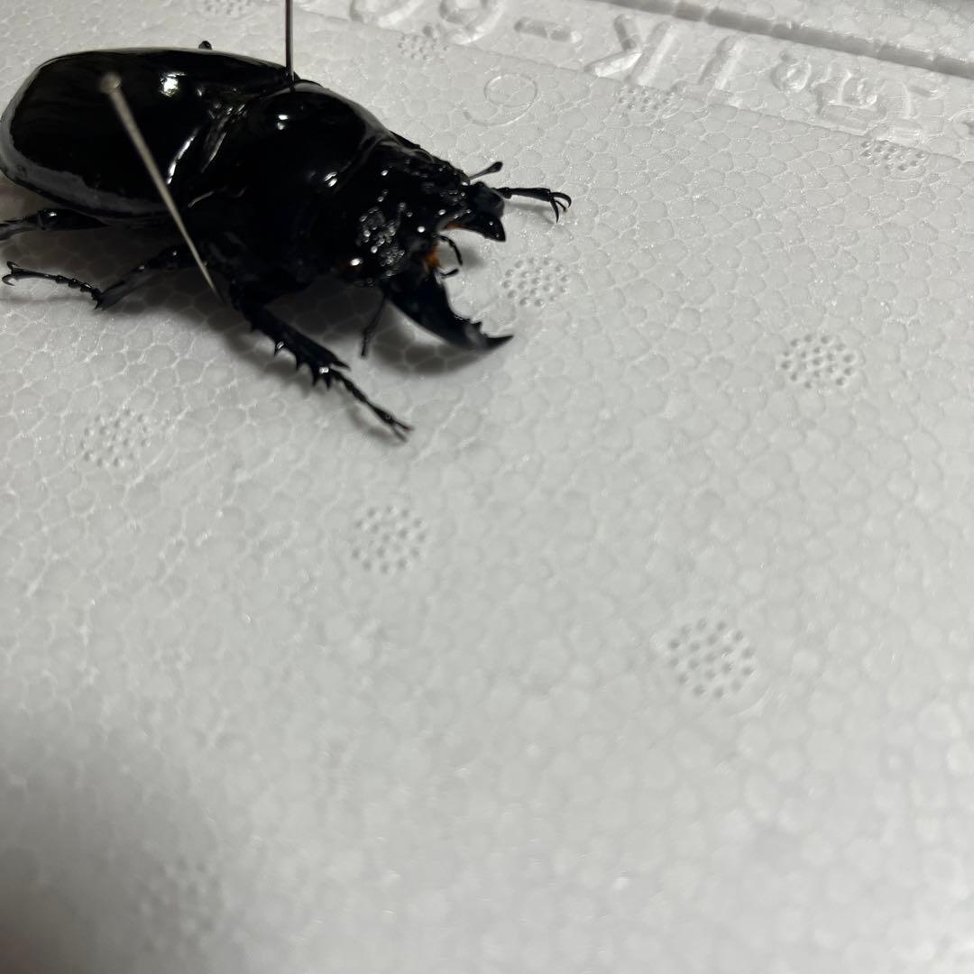 モザイク　雌雄同体　タランドゥス　死虫　標本
