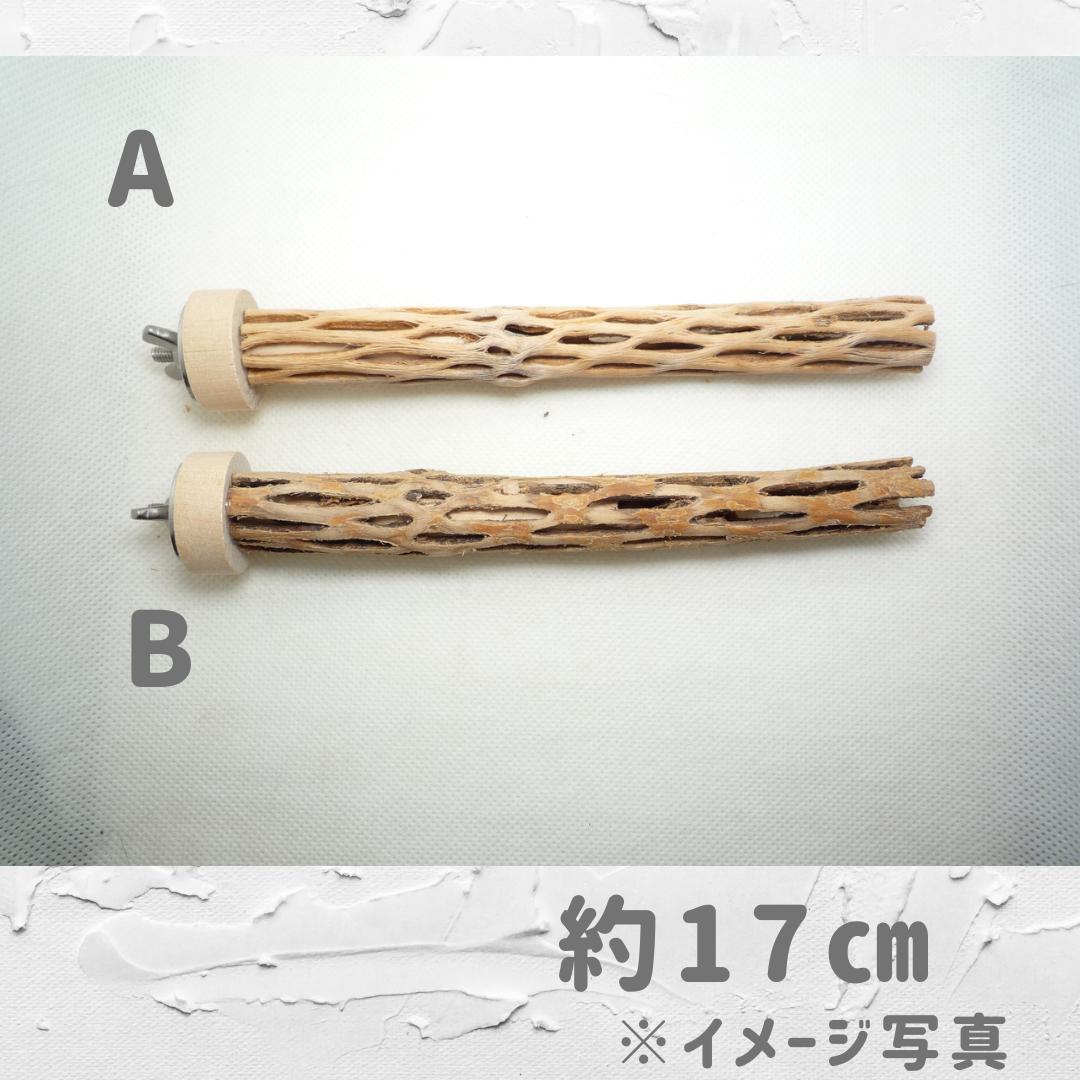 ⭐︎Diamond★　おまとめ　カクタスパーチ　３本