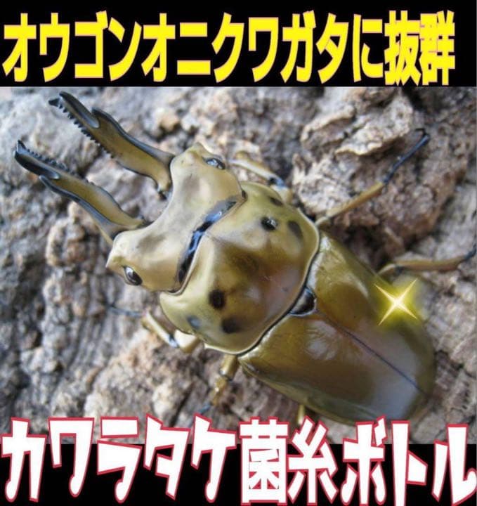 極上！カワラ菌糸瓶【8本】タランドゥス・オウゴンオニクワガタ・レギウスが巨大化！