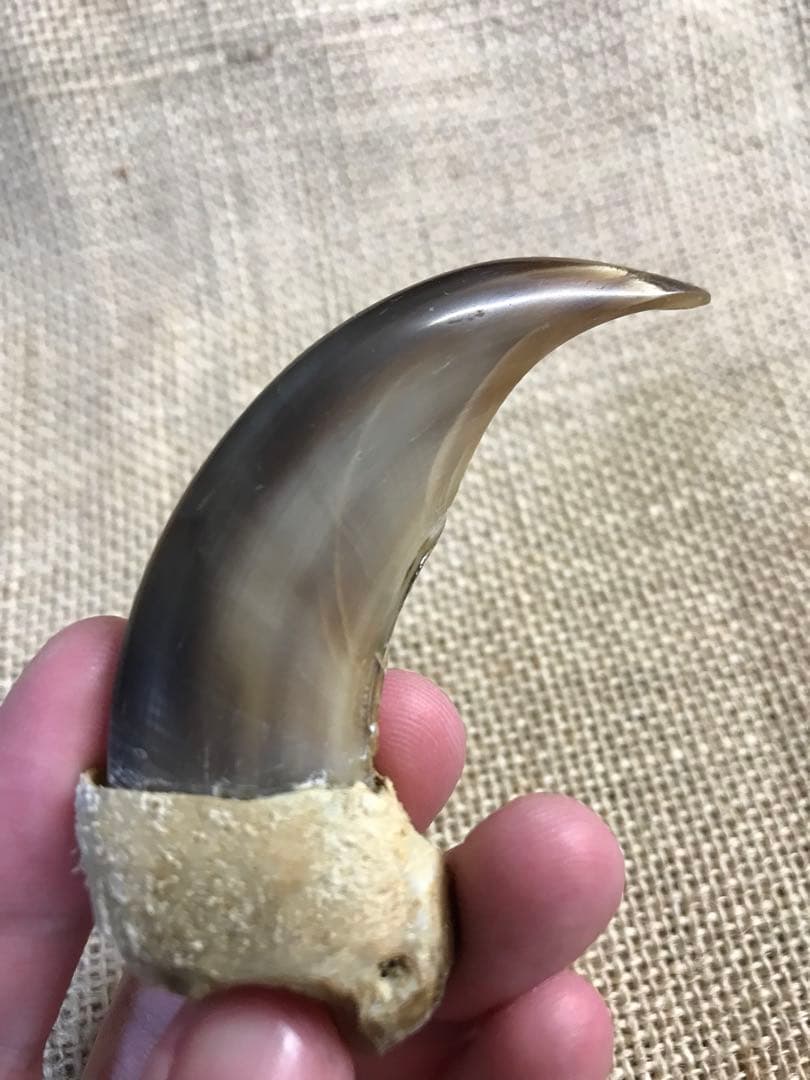 金毛　ヒグマ　巨大　爪　熊の爪