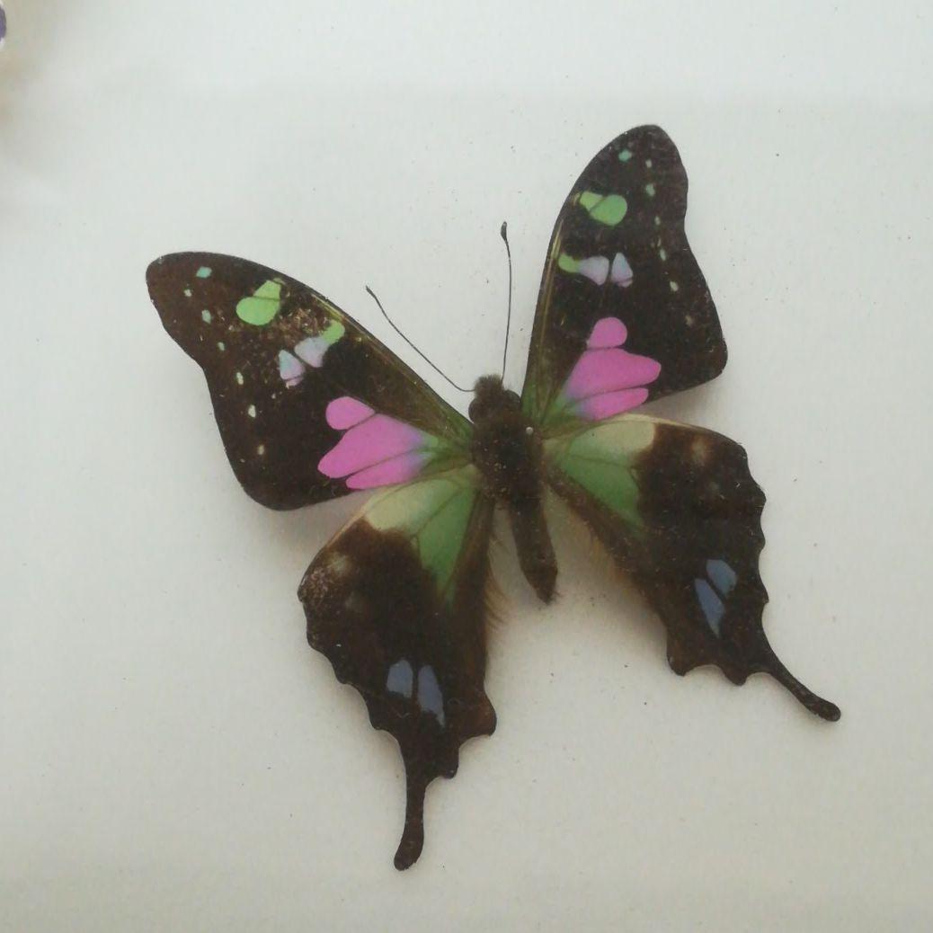 蝶　モルフォ　標本　額装　昆虫