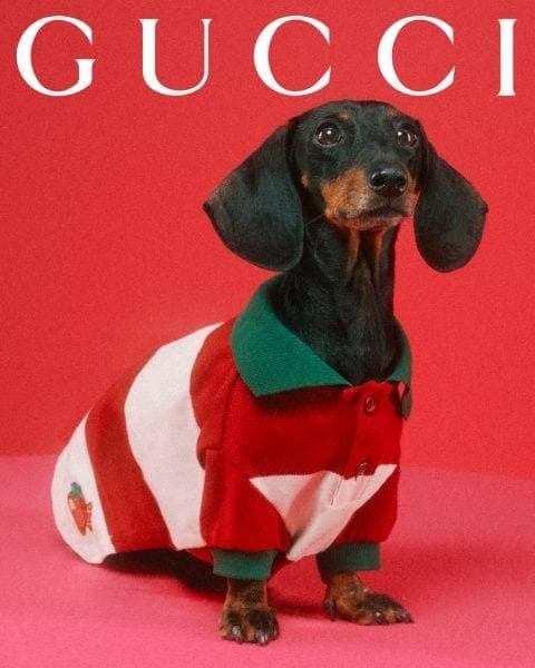 新品 GUCCI ペットコレクション ビッグストライプシャツ (Mサイズ)　Ⓗ