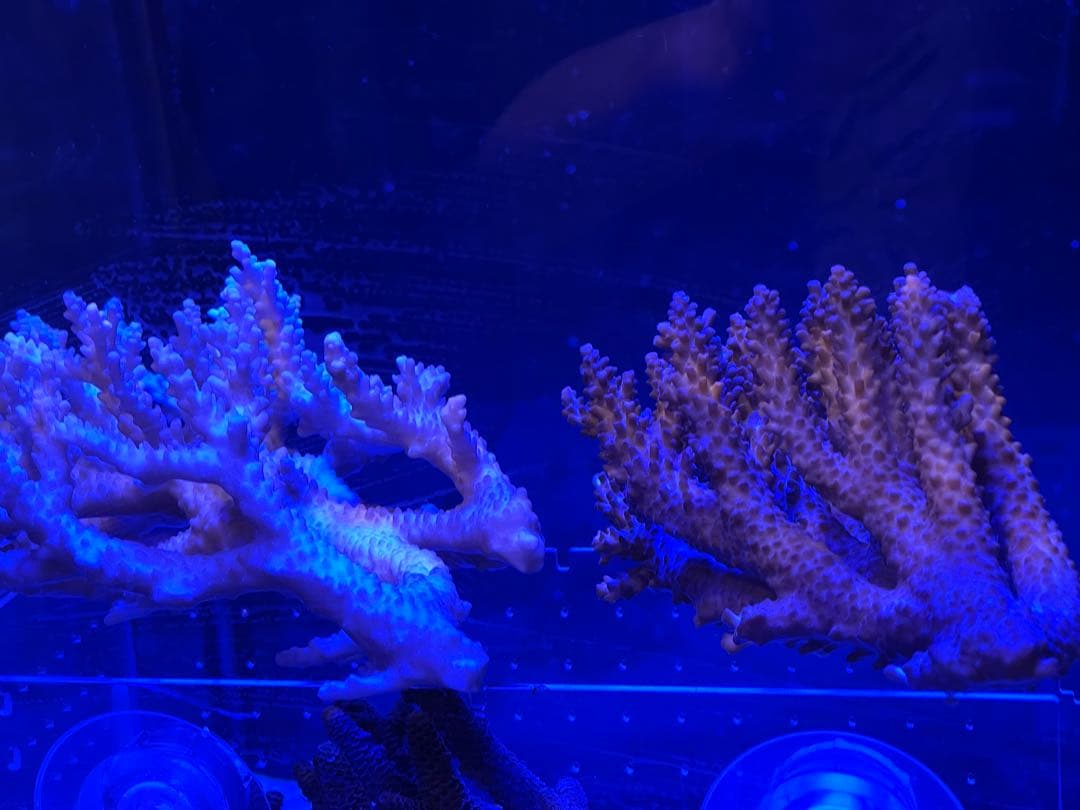RedSea Reefer170 リーファー 美品　目黒区発送