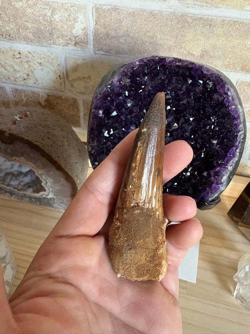 綺麗なエナメル質が残るスピノサウルスの歯　化石　恐竜