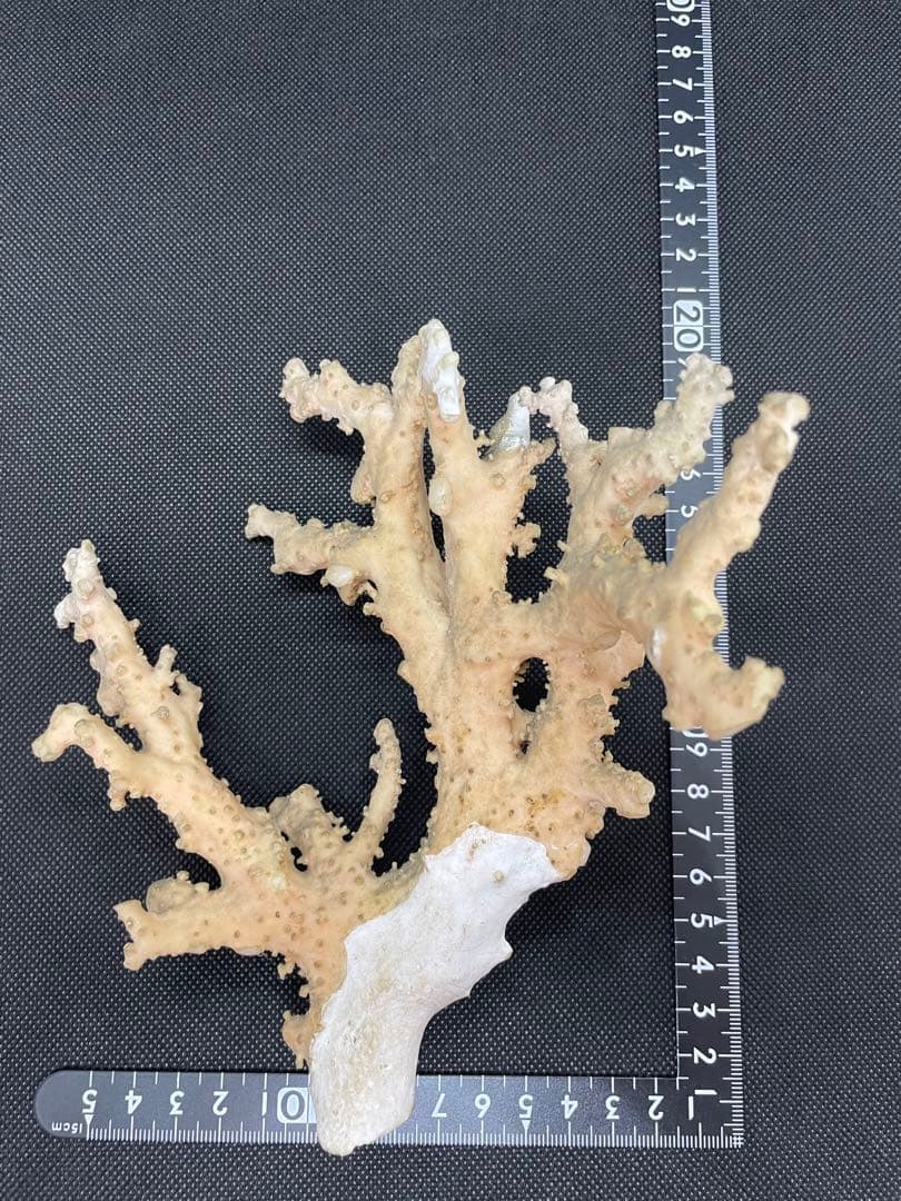 珊瑚原木