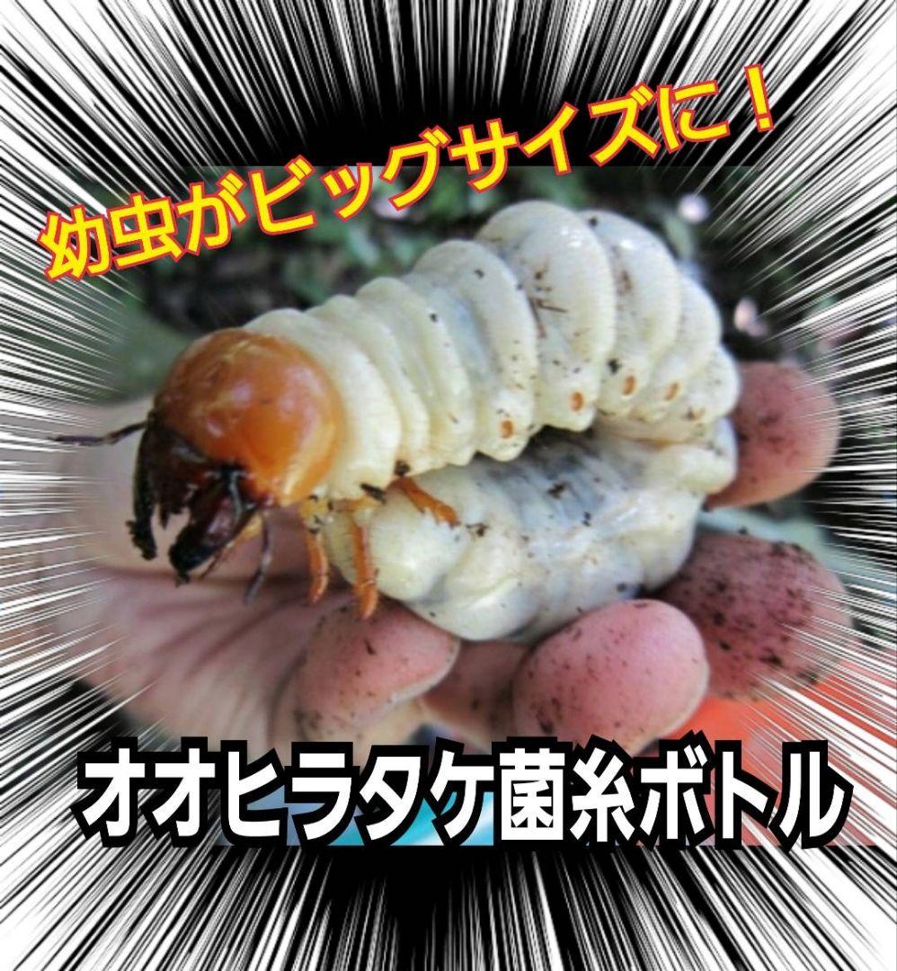 極上！オオヒラタケ菌糸瓶【8本】特殊アミノ酸強化！オオクワ、ヒラタ、ニジイロに！