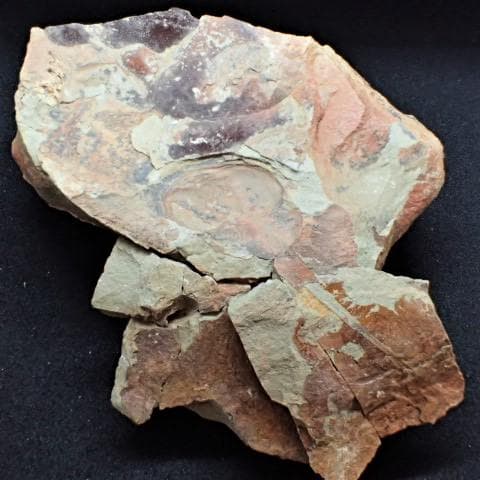 カブトガニの化石 大型で超稀少 モロッコ産 本物保証