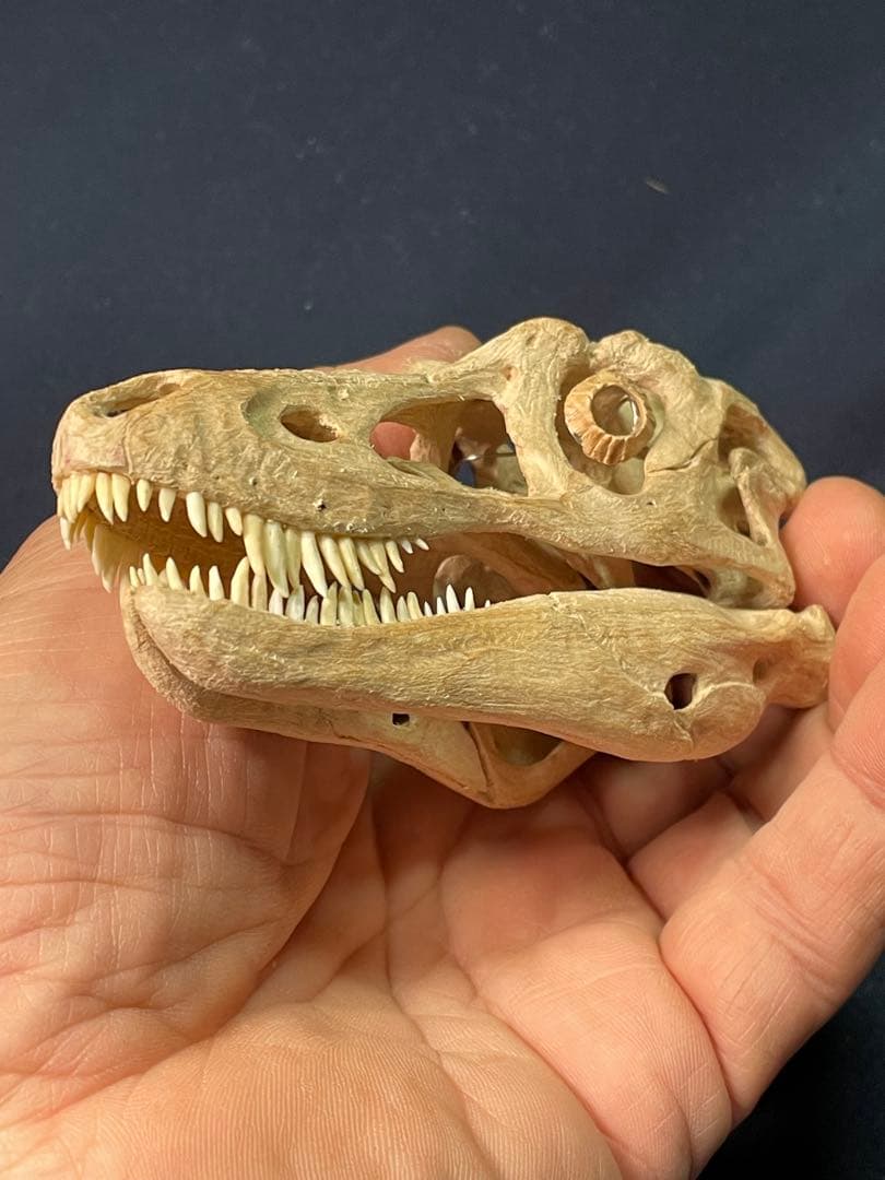木彫　恐竜　キアンゾウサウルス　頭骨模型　10.5cm