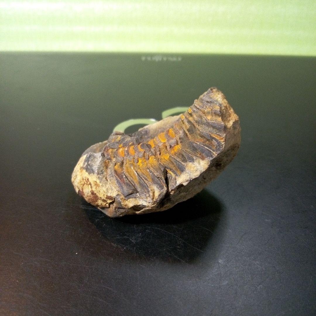 三葉虫　化石　fossil　ボリビア産　トライロバイト　Fossil番号④