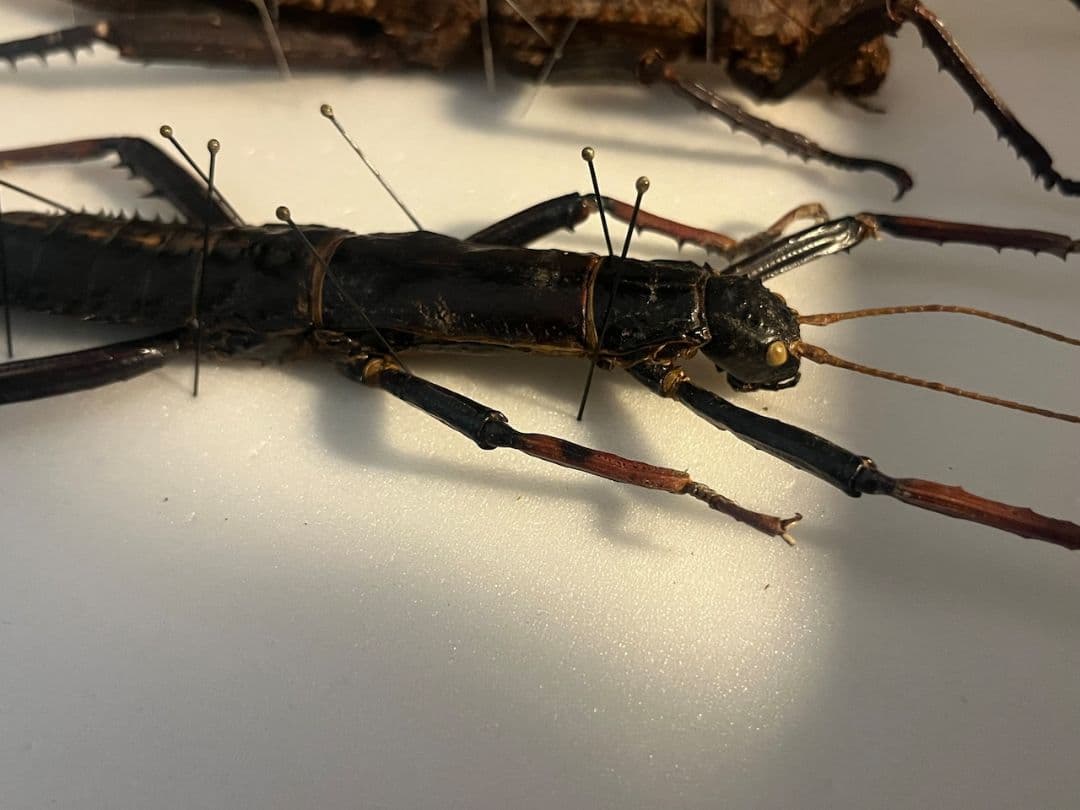 【♀】トゲアシフトナナフシオバケフトナナフシコノハムシ　標本
