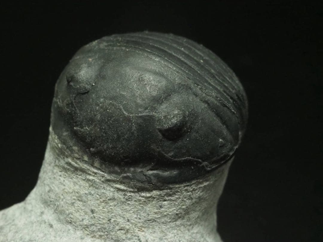 三葉虫　Parahomalonotus planus パラホマロノトゥス　化石