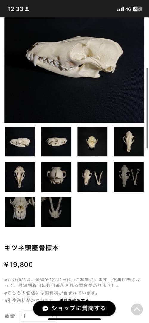 哺乳類　キツネの頭蓋骨　本物Japanese fox skull genuine